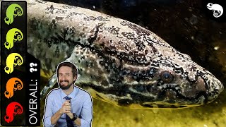 African Lungfish The Best Pet Fish [upl. by Kinney785]