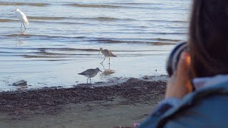 Birdwatching al porto di Pescara [upl. by Anila]