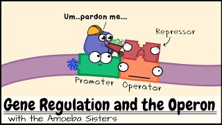 Gene Regulation and the Operon [upl. by Mcclenon913]