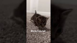 Funny animal videos I found on Instagram and Tiktok shorts funnyanimals cat funnypets funny [upl. by Aguste146]