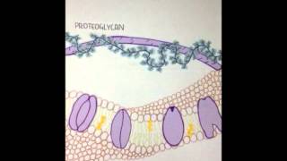 carbohydrate membrane types and function [upl. by Laurice]