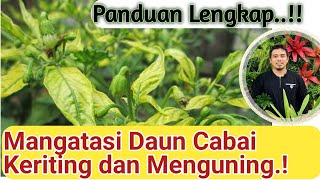 Cara Mengatasi daun keriting pada cabai tomat terong dan tanaman lain daun keriting pada cabai [upl. by Rudy]