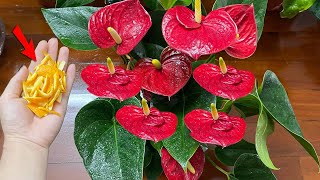 This causes any Anthurium plant to flower and grow like crazy  Natural Fertilizer [upl. by Hen]