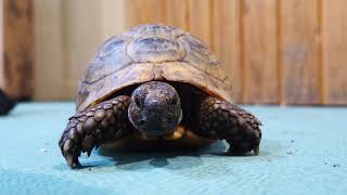 Tortoises coming out of hibernation [upl. by Hsaka]