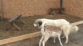 DOG quotNURSESquot DEER  © Denmortube [upl. by Menken658]