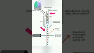 Flow Cytometry In Hindi Flow Cytometry In Hindi [upl. by Haimehen]