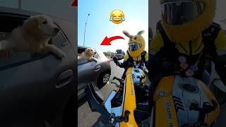 Dog 💥Reaction 🤣on Bunny 🐰……funnyshorts bunnyhelmet [upl. by Arocal]