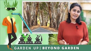 The controversial tree Eucalyptus  Ep 2  Beyond Garden [upl. by Rehpotsirc]