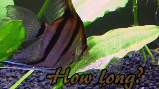 How long does it take for angelfish eggs to hatch [upl. by Barabas427]