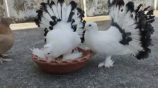 most beautiful American telmark pigeon [upl. by Anthiathia765]