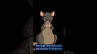 🐀 Do Rats LAUGH When You Tickle Them 🤣 Facts About Rats [upl. by Kryska897]