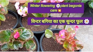 Begonia🌸plant care👍विन्टर बगिया का सदाबहार 🌸सुन्दर फूलDeepaGardening [upl. by Ecyob195]