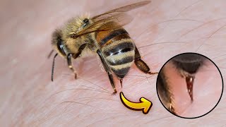 Why do bees die after stinging [upl. by Mensch902]