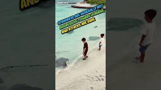 fearless kids amp friendly stingrays 🏖️ microfacts [upl. by Anirtap]