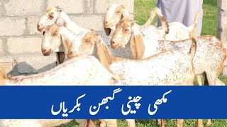 Pregnant Goats  Makhi Chini  goat farming  chaudhary majid shabbir [upl. by Ayifas]