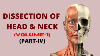 Dissection of Head and Neck Vol1 PartIV  Anatomy Video  MedVids Planet [upl. by Arhna]