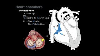 Overview of Heart Anatomy Tutorial [upl. by Amsirahc116]