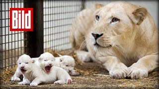 Drei kleine weiße Löwenbabys  Total süße Raubkatzen [upl. by Noinatrad19]