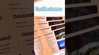 Gnathostomes 4Gnathostomes biology neet science [upl. by Redmond]