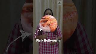 Pink Bollworm నుండి పత్తి పొట్లను కాపాడుకోండి  Protect Cotton Pods from Pink Bollworm [upl. by Dyke]