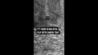 Camera trap tigers in Malaysia 🐯 [upl. by Nnyleak]