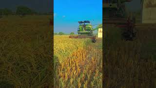 Combine Harvester 🫣 farming combine combineharvester viralvideo shorts badicombine [upl. by Woodsum216]