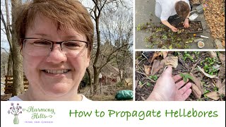 How to Propagate Hellebores 🌸🌺❤️ [upl. by Ursa672]