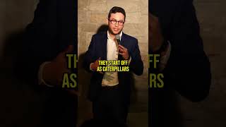 Moths vs Butterflies standupcomedy standupcomedian comedy jokes insects moths butterflies [upl. by Lebatsirhc305]