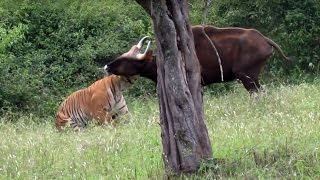 Tiger vs Buffalo Real Chase India [upl. by Cimbura]