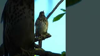 Song thrush singingchirping Turdus philomelos part6 [upl. by Lund160]