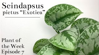 How To Care For Scindapsus pictus “Exotica”  Plant Of The Week Ep 7 [upl. by Abad]