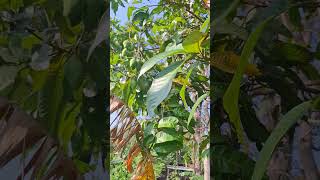 Combing the garden saw mangoes but not ready to be harvested [upl. by Anasiul]