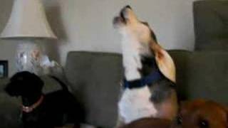 Beagle Howling  Emmit [upl. by Aneelad]