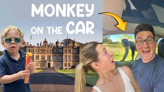 LONGLEAT SAFARI PARK  MONKEY ON THE CAR  BEST FAMILY DAY OUT [upl. by Namyl]