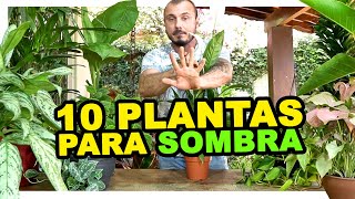 10 PLANTAS PARA SOMBRA [upl. by Namurt]