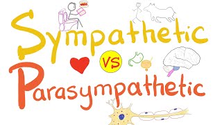 Sympathetic vs Parasympathetic  Autonomic Nervous System ANS  Physiology [upl. by Cavuoto]