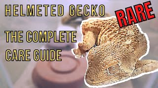 Helmeted Gecko  A Complete Care Guide to Tarentola chazaliae [upl. by Ynaffi]