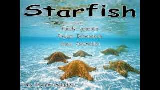 The BEST starfish video ever [upl. by Quintessa576]