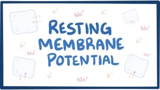 Resting membrane potential  definition examples [upl. by Dacie]