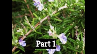 How to Prune Rosemary Part One by The Gardening Tutor  Mary Frost [upl. by Narruc104]