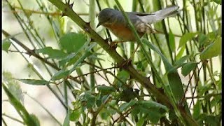 Fauvette passerinette  Subalpine warbler  Weisbartgrasmücke  Sylvia cantillans [upl. by Montano]