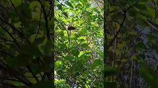 Bellbird eats and sings birds NZendemic wildlife NewZealandBirds bellbird [upl. by Awram550]