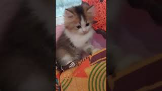 Cute cat  🥰 catlover cat newcat babycats [upl. by Bradeord]