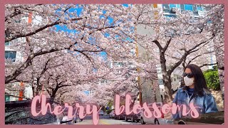 Cherry blossoms season  Spring in busan 벚꽃 cherryblossoms walking joannassi busan [upl. by Nnaeirelav997]