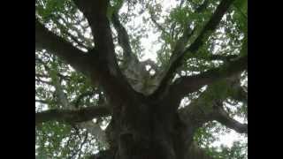 The Fermoy king Oak  Magnificent Irish Oak [upl. by Ford]