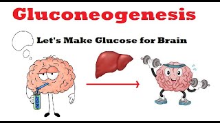 Gluconeogenesis Synthesis of glucose from Noncarbohydrate sources [upl. by Beeson]