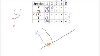 Cladogram Practice Problem [upl. by Eedahs126]