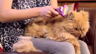 FURminator for Cats Video [upl. by Cattan]