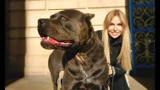 THE CANE CORSO  POWERFUL ROMAN DOG OF WAR [upl. by Durst820]