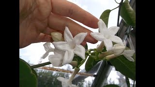 Stephanotis floribunda exotic plant in INCREDIBLE beautiful bloom [upl. by Nebur]